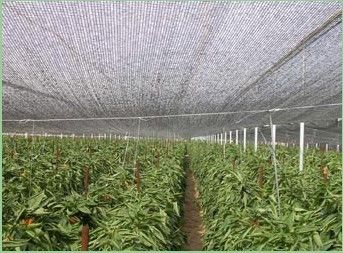Fabrication d'ombre de serre chaude d'agriculture, 2 x 100m, 30gsm - 300gsm