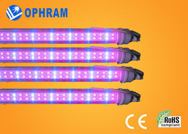 50Hz/60Hz 230V/240V le plein spectre LED élèvent des lumières pour le légume