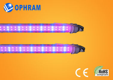 50Hz/60Hz 230V/240V le plein spectre LED élèvent des lumières pour le légume